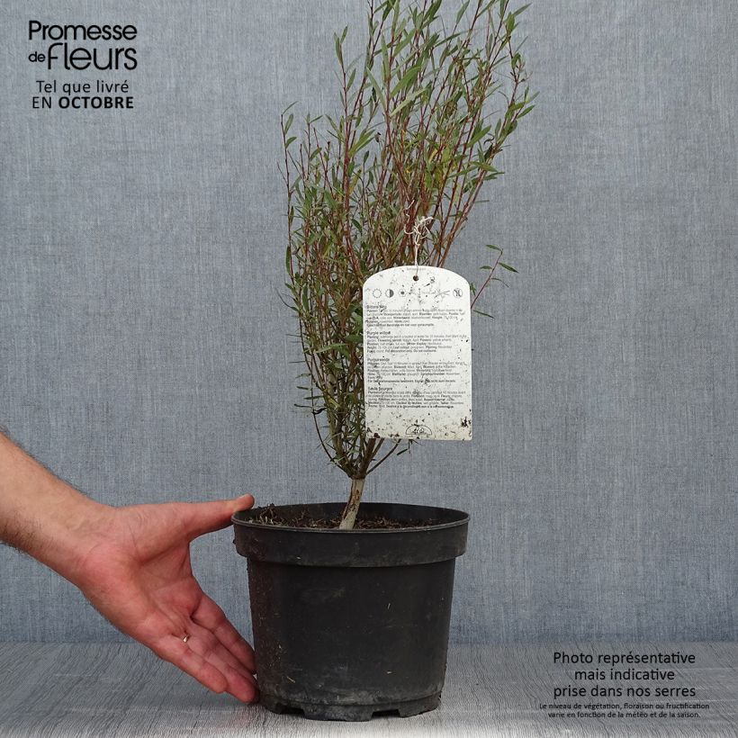 Example of Purpur-Weide Nana - Salix purpurea Topf mit 2L/3L as you get in automne