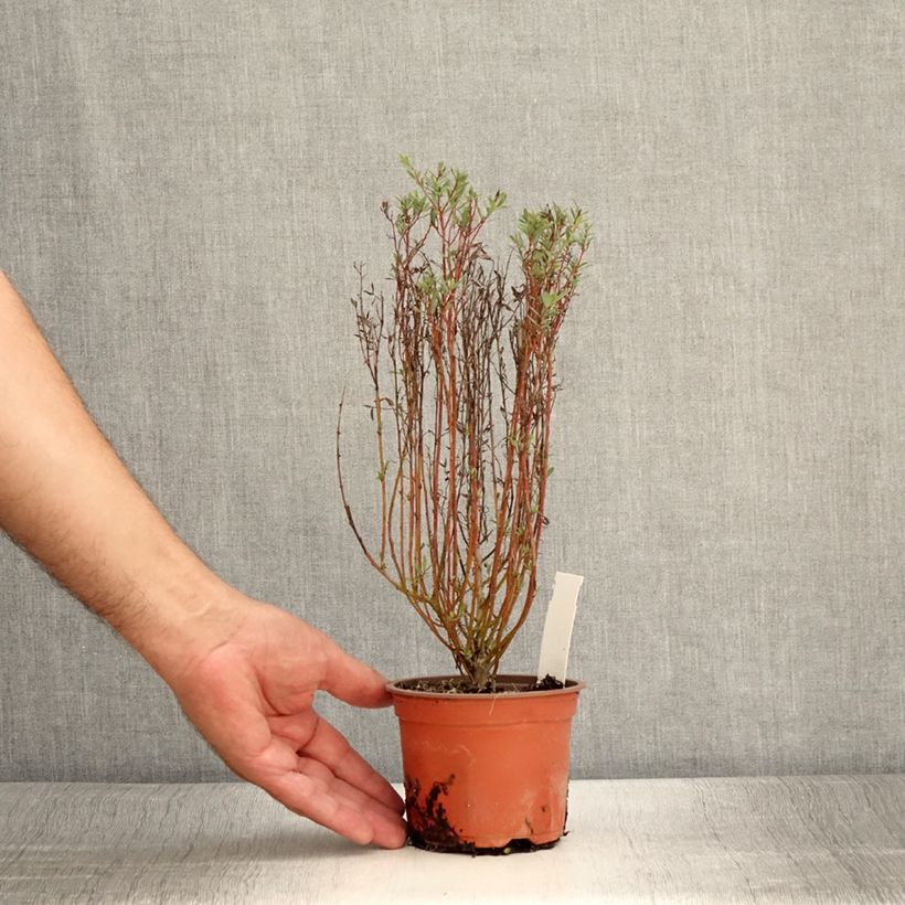 Example of Purpur-Weide Nana - Salix purpurea Kleine Töpfe von 8/9 cm as you get in ete