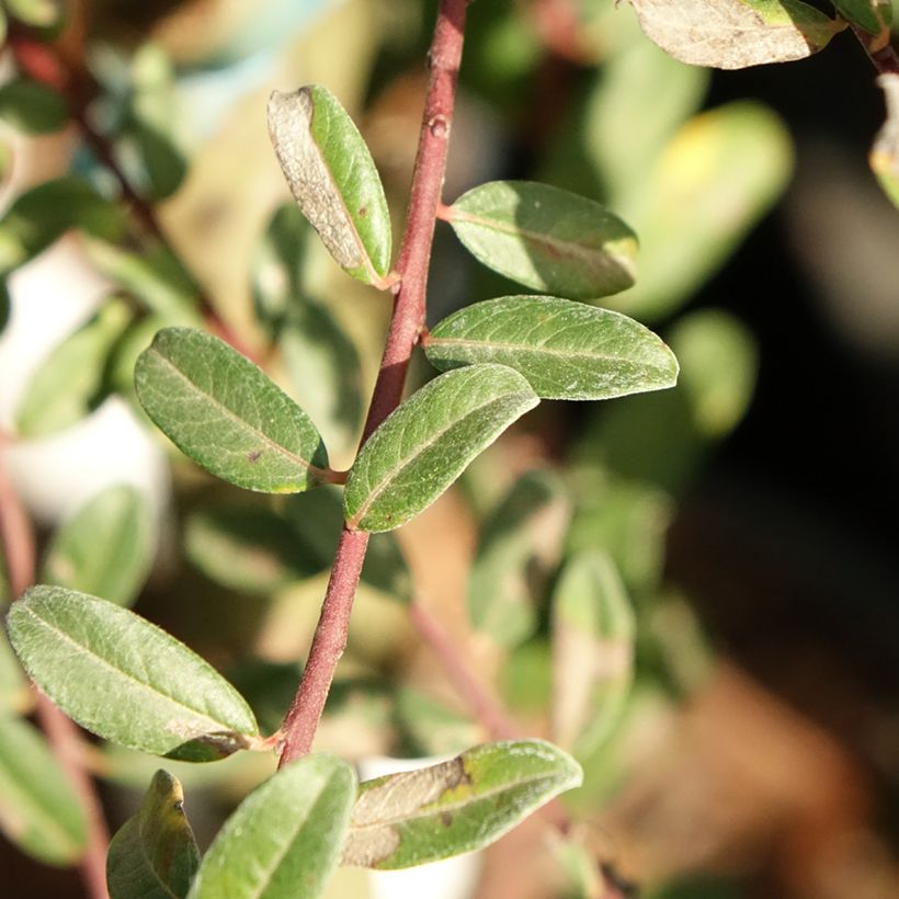 Kriech-Weide Armando - Salix repens (Foliage)