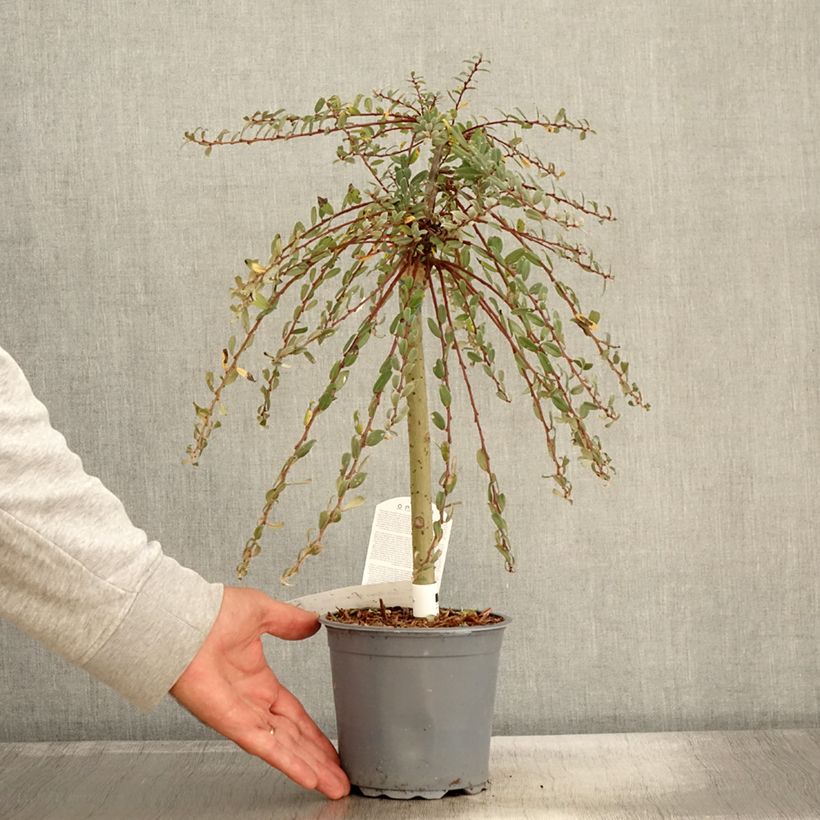 Example of Kriech-Weide Armando - Salix repens Topf mit 1,5L/2L as you get in automne