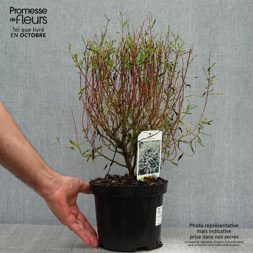 Example of Kriech-Weide - Salix repens Topf mit 2L/3L as you get in automne