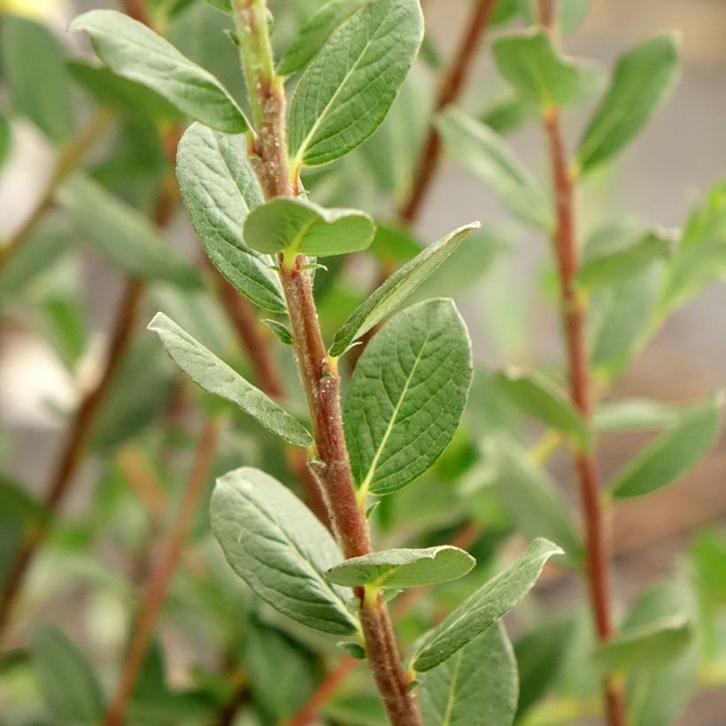 Kriech-Weide - Salix repens (Foliage)