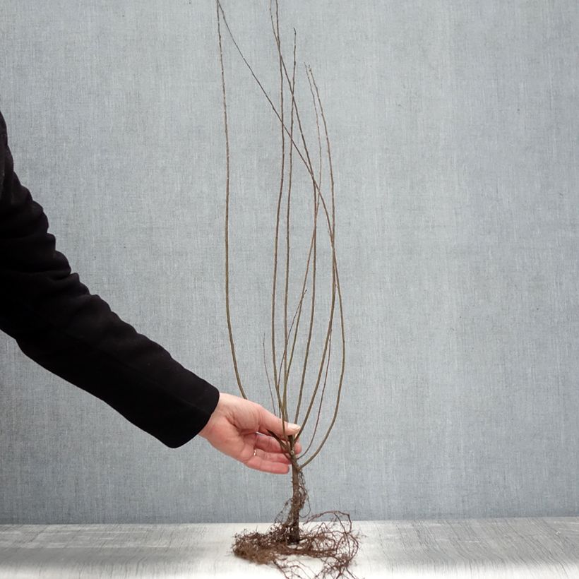 Example of Kriech-Weide - Salix repens Wurzelnackt as you get in hiver
