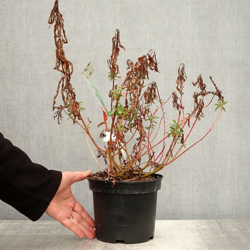 Example of Drachenweide Sekka - Salix sachalinensis Topf mit 3L/4L as you get in automne