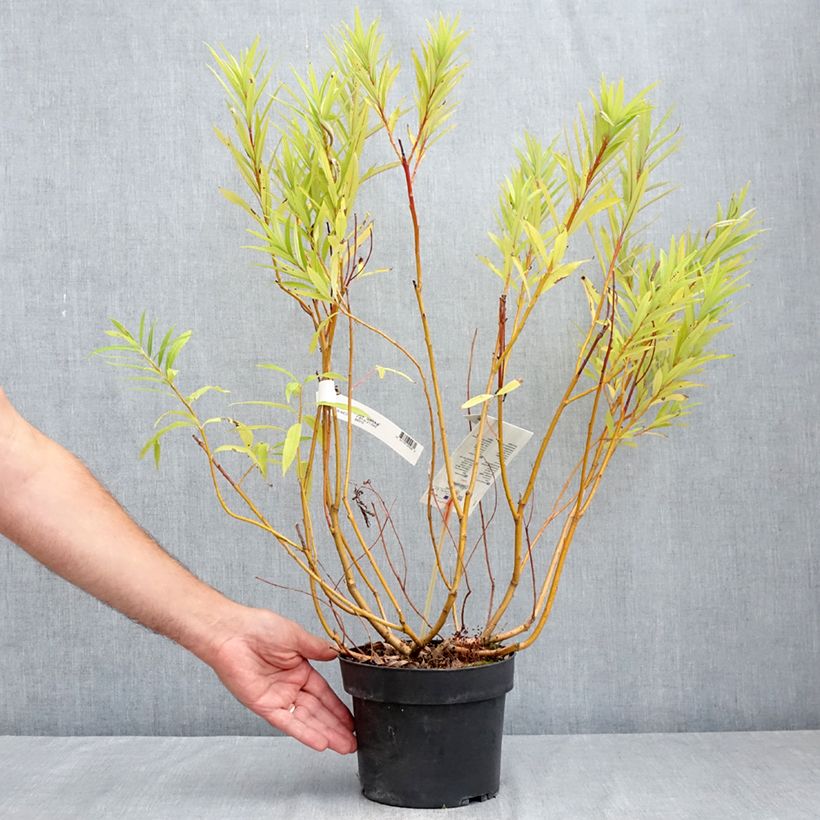 Exemplar von Drachenweide Sekka - Salix sachalinensis Topf mit 3L/4L wie im Sommer geliefert