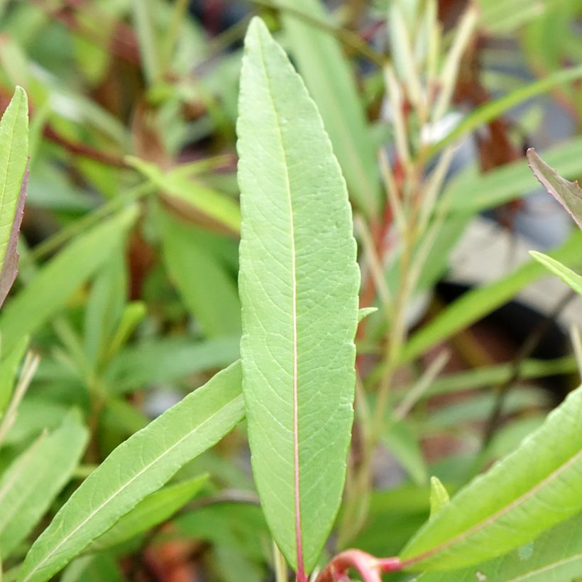 Drachenweide Sekka - Salix sachalinensis (Foliage)