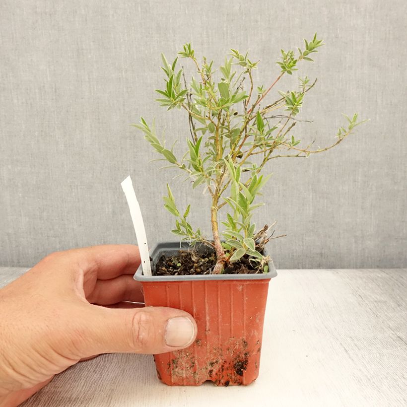 Example of Zwerg-Zierweide - Salix subopposita Kleine Töpfe von 8/9 cm as you get in ete