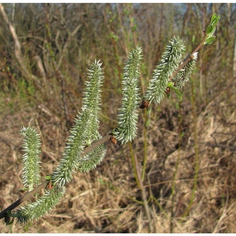 Kriech Weide - Salix tetrapla (Flowering)