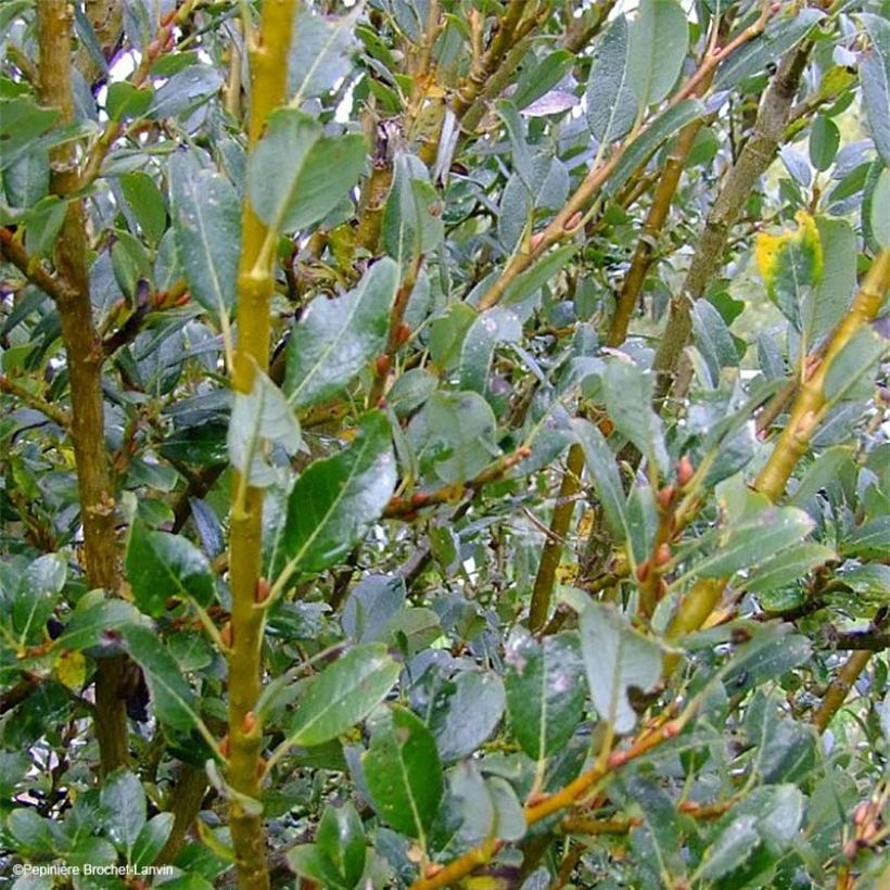 Kriech Weide - Salix tetrapla (Foliage)