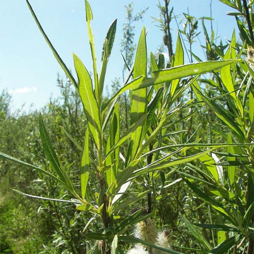 Korb-Weide - Salix viminalis (Foliage)