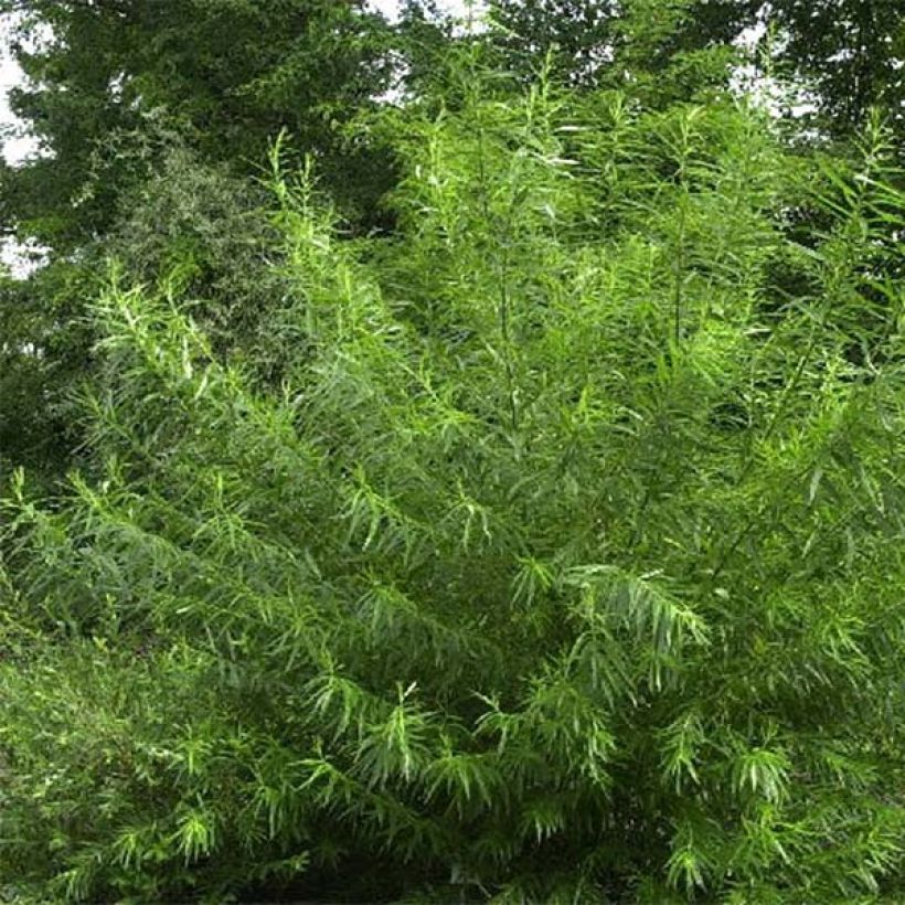 Korb-Weide - Salix viminalis (Plant habit)