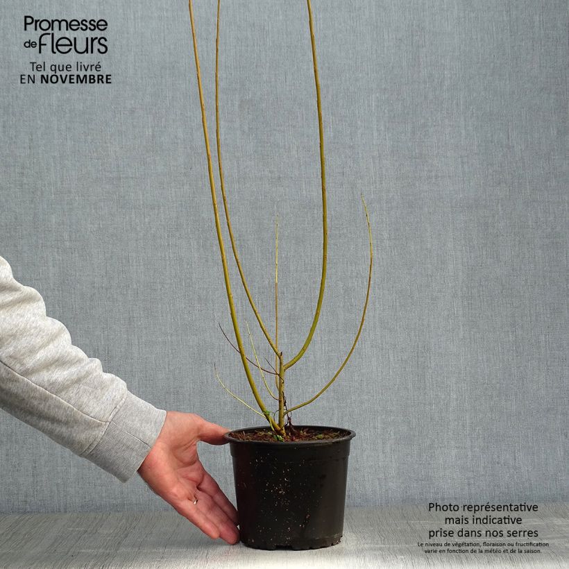 Example of Korb-Weide - Salix viminalis Topf mit 1,5L/2L as you get in automne