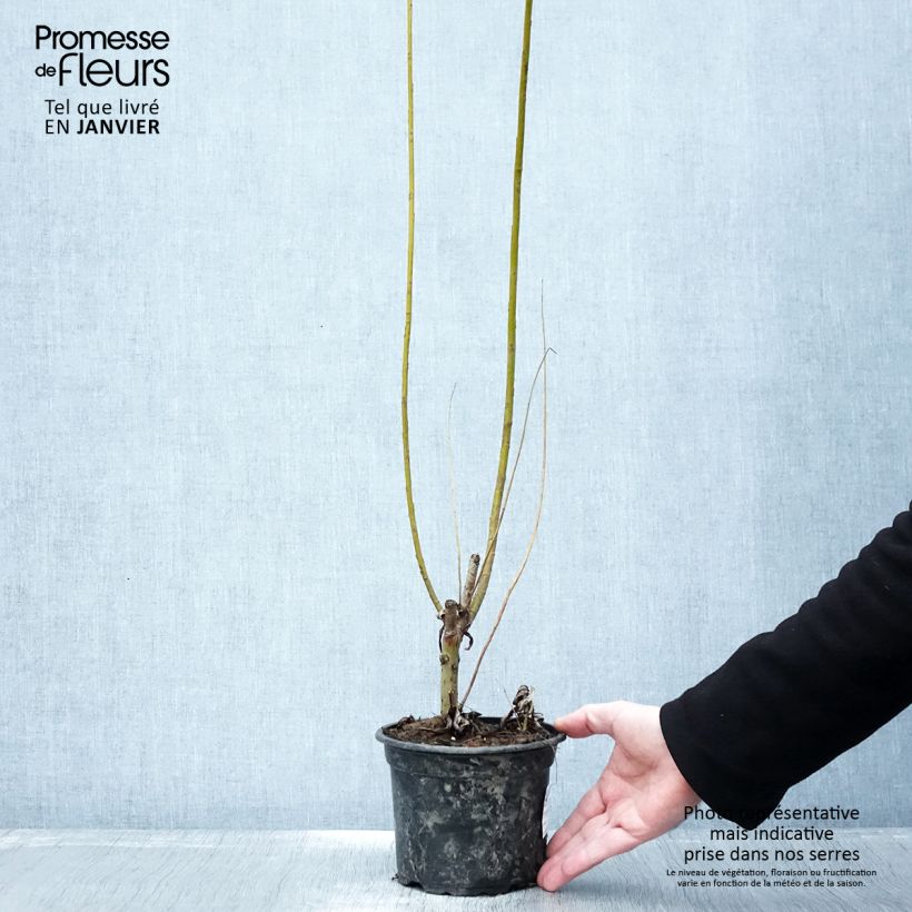 Exemplar von Korb-Weide - Salix viminalis Topf mit 1,5L/2L wie im Winter geliefert