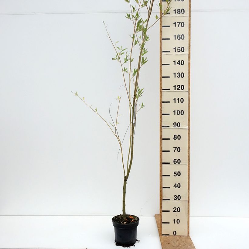 Example of Knack-Weide Bullata - Salix x fragilis Topf mit 4L/5L as you get in ete