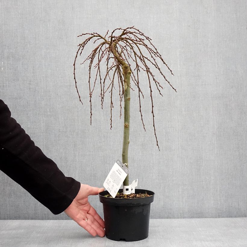 Example of Teppichweide - Salix simulatrix Topf mit 2L/3L as you get in hiver