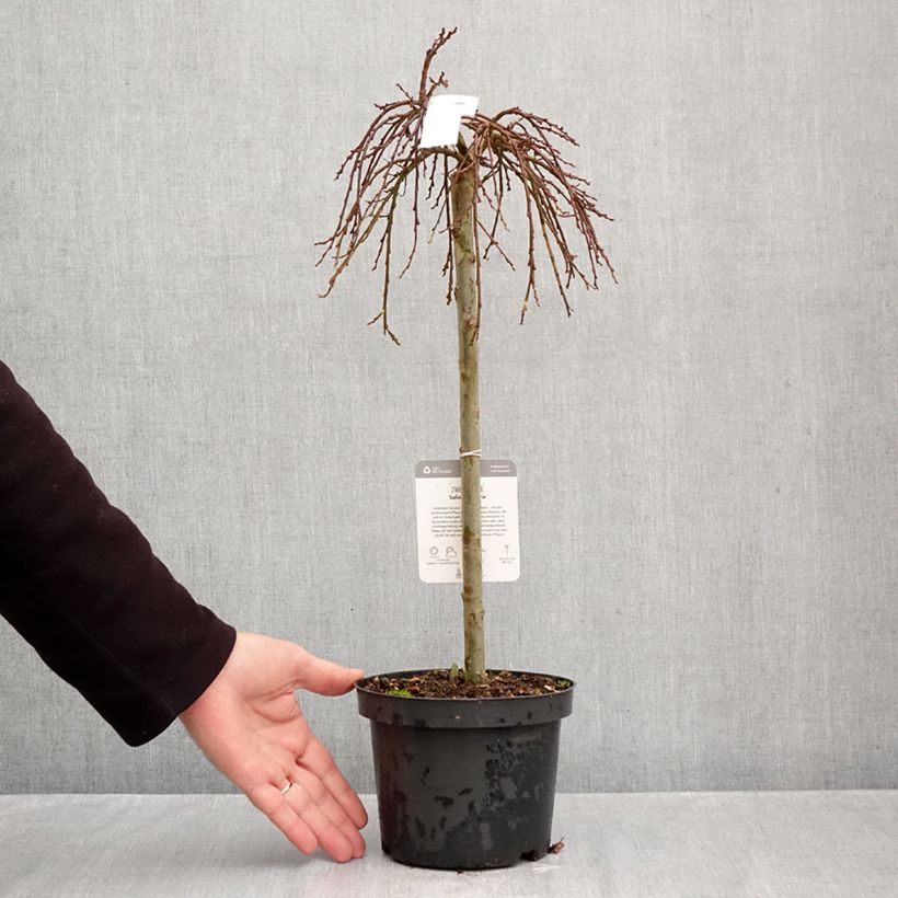 Exemplar von Teppichweide - Salix simulatrix Topf mit 2L/3L, Stamm wie im Herbst geliefert