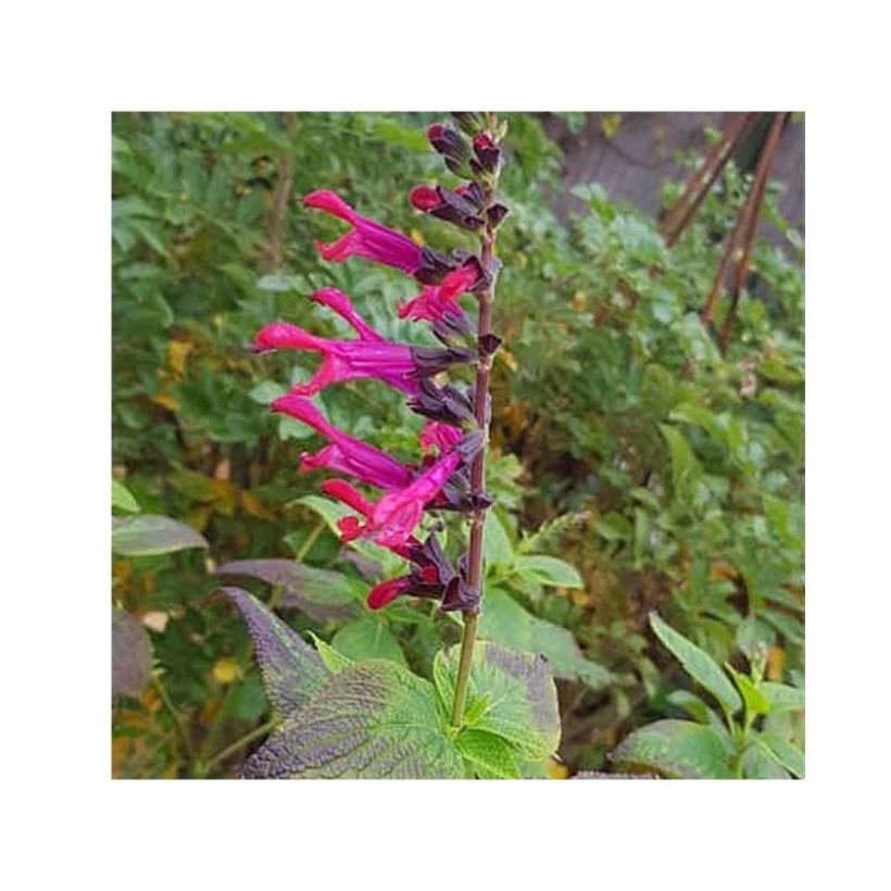Salvia guaranitica Amante - Guarani-Salbei (Flowering)