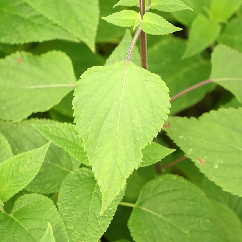 Salvia guaranitica Amante - Guarani-Salbei (Foliage)
