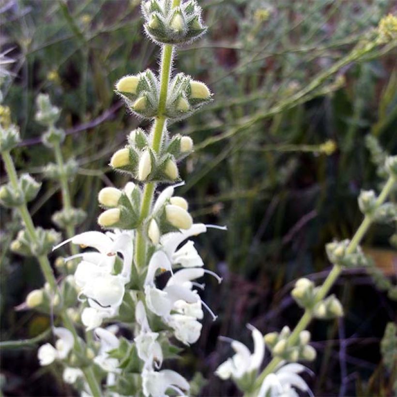 Salvia argentea - Silber-Salbei (Flowering)