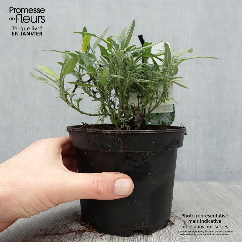 Exemplar von Lavendelblättriger Salbei - Salvia lavandulifolia Topf mit 1,5L/2L wie im Winter geliefert