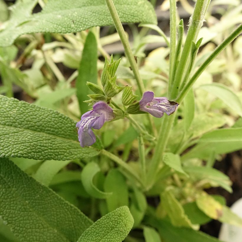 Lavendelblättriger Salbei - Salvia lavandulifolia (Flowering)