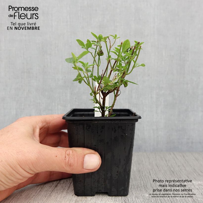 Example of Salvia microphylla Delice Aquamarine Kleine Töpfe von 8/9 cm as you get in automne