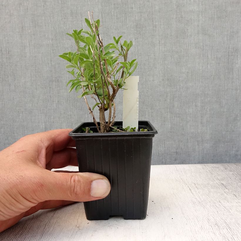 Exemplar von Salvia microphylla Delice Aquamarine Kleine Töpfe von 8/9 cm wie im Sommer geliefert