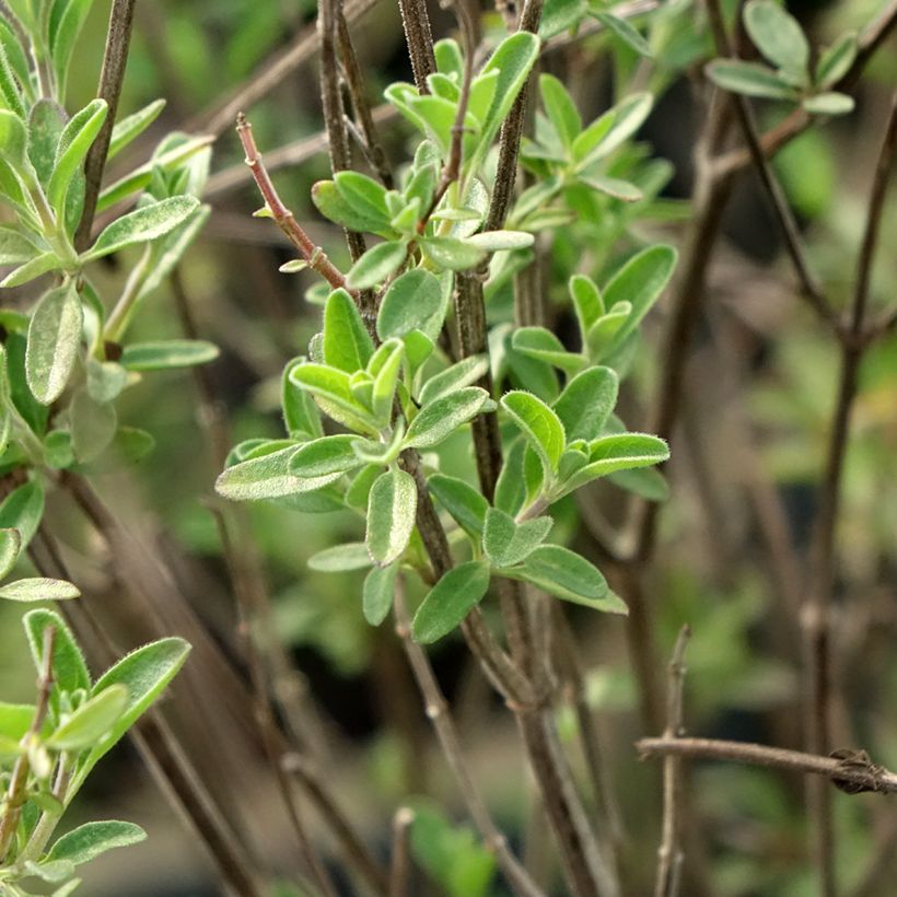Salvia Delice Fiona - Ziersalbei (Laub)
