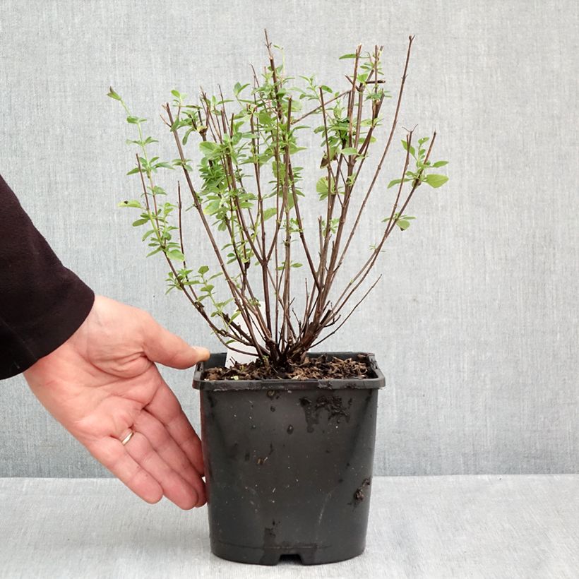 Exemplar von Salvia Delice Fiona - Ziersalbei Topf mit 2L/3L wie im Herbst geliefert