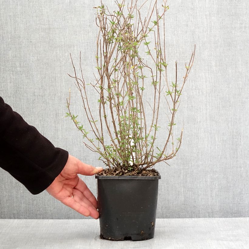 Example of Salvia Delice Fiona - Ziersalbei Topf mit 2L/3L as you get in hiver