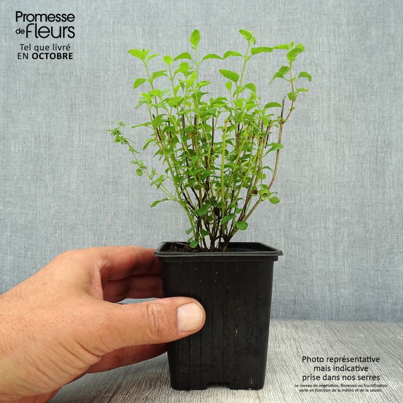 Example of Salvia microphylla Little Kiss Kleine Töpfe von 8/9 cm as you get in automne