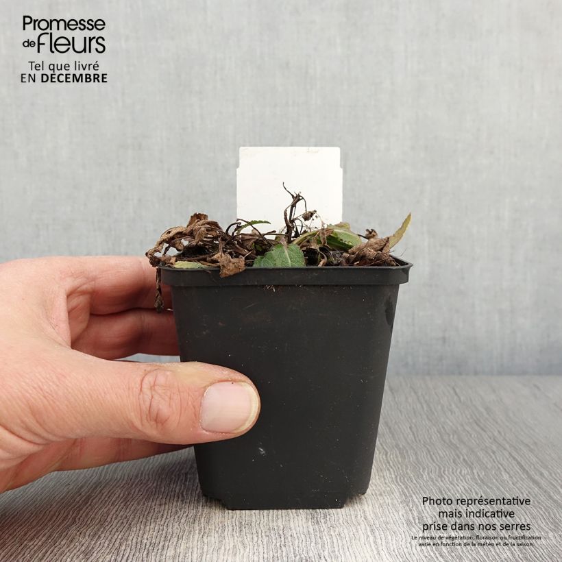 Example of Salvia nemorosa Blue Bouquetta - Steppen-Salbei Kleine Töpfe von 8/9 cm as you get in automne