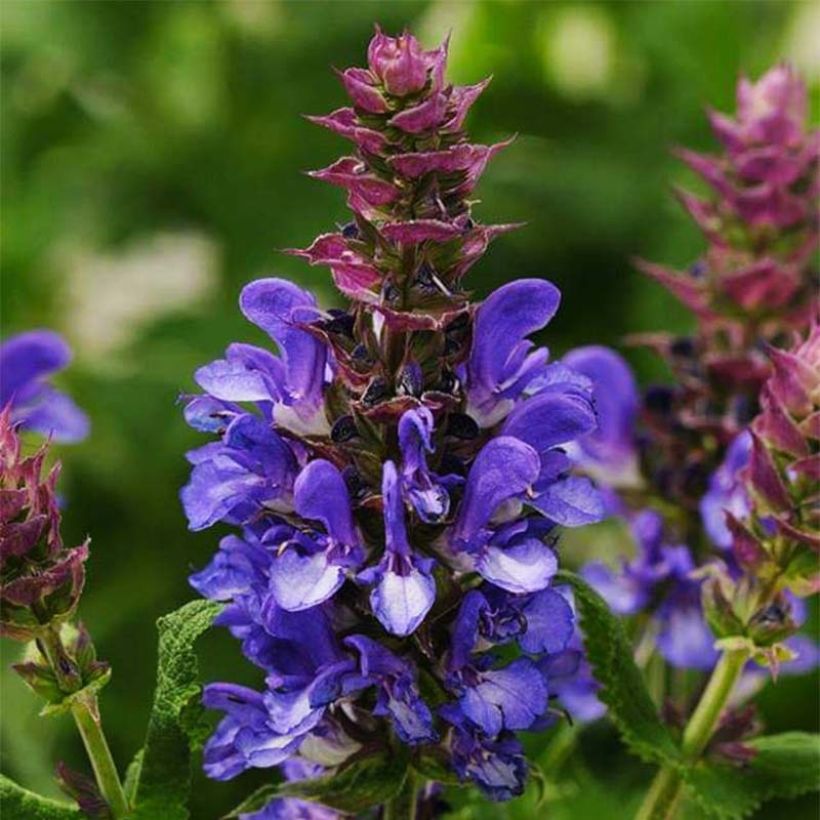 Salvia nemorosa Blue Marvel - Steppen-Salbei (Flowering)