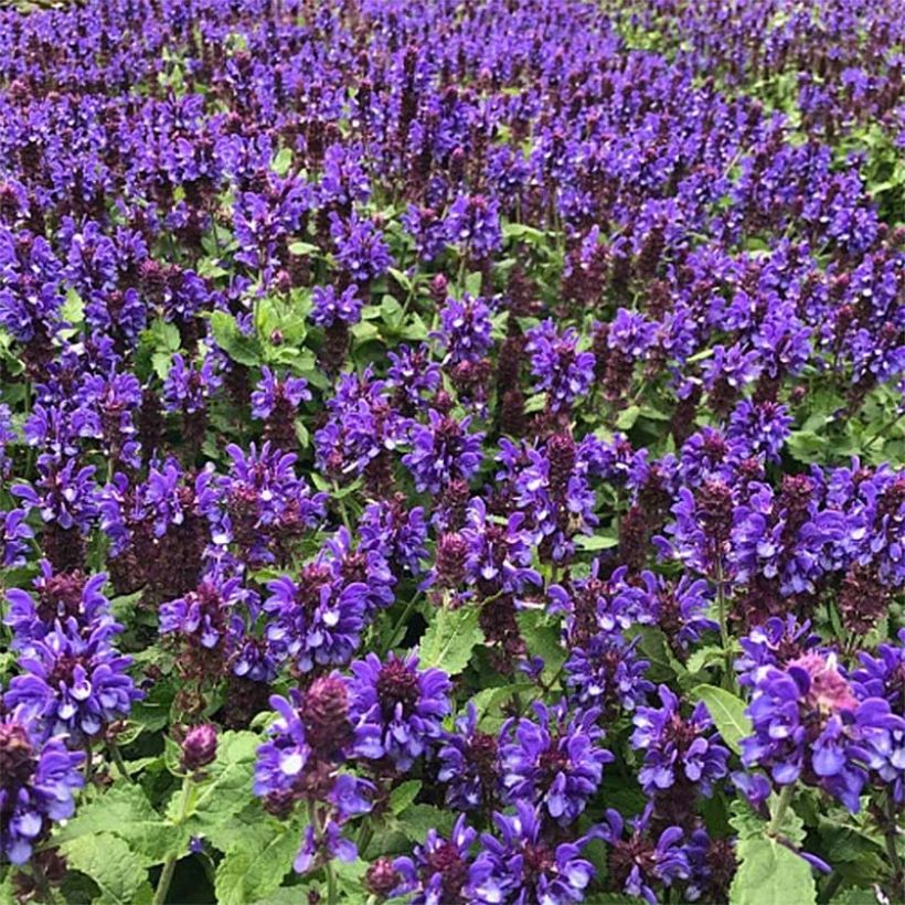 Salvia nemorosa Blue Marvel - Steppen-Salbei (Plant habit)