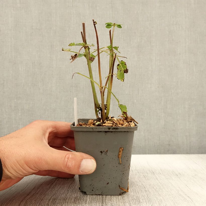 Example of Salvia nemorosa Blue Marvel - Steppen-Salbei Kleine Töpfe von 8/9 cm as you get in automne
