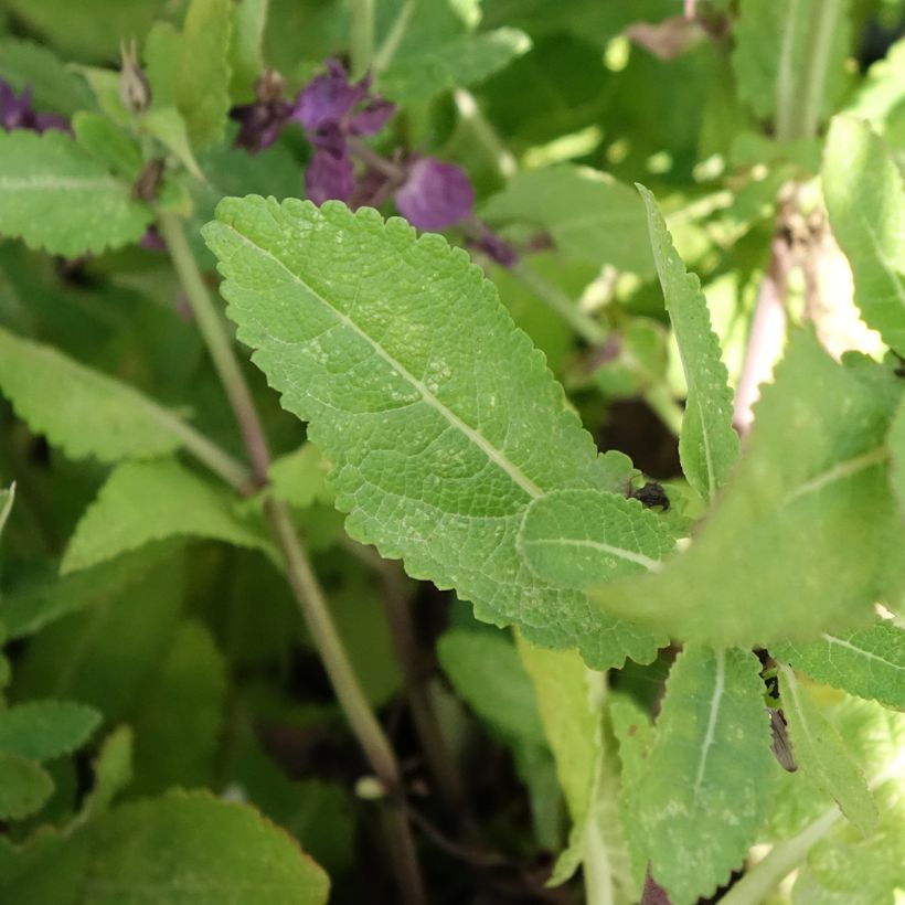 Salvia nemorosa Blue Marvel - Steppen-Salbei (Foliage)