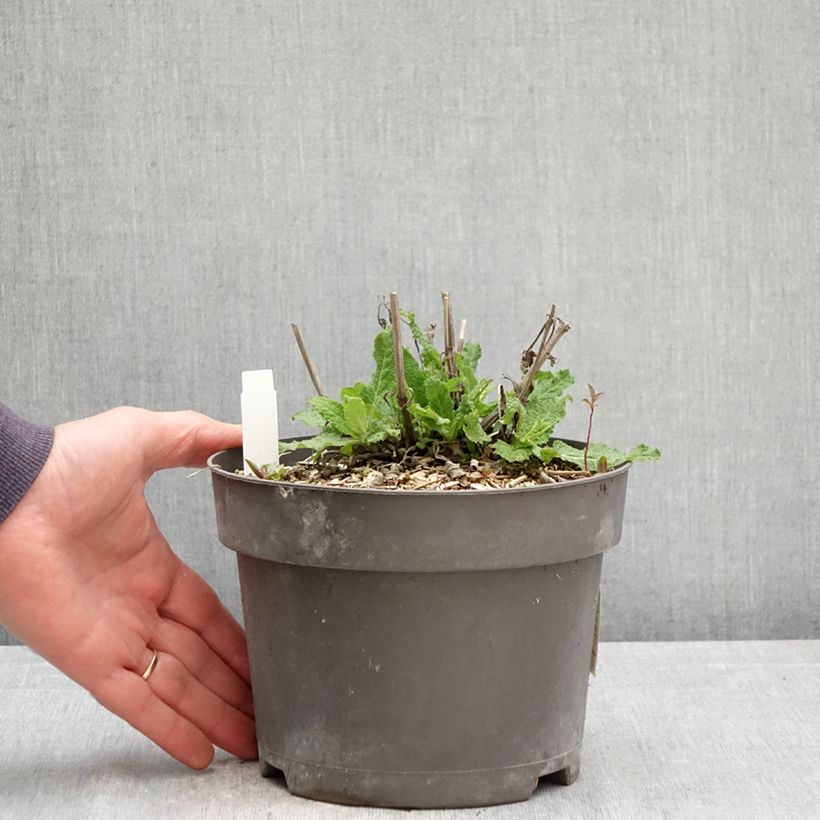 Exemplar von Salvia nemorosa Blue Marvel - Steppen-Salbei Topf mit 2L/3L wie im Frühjahr geliefert