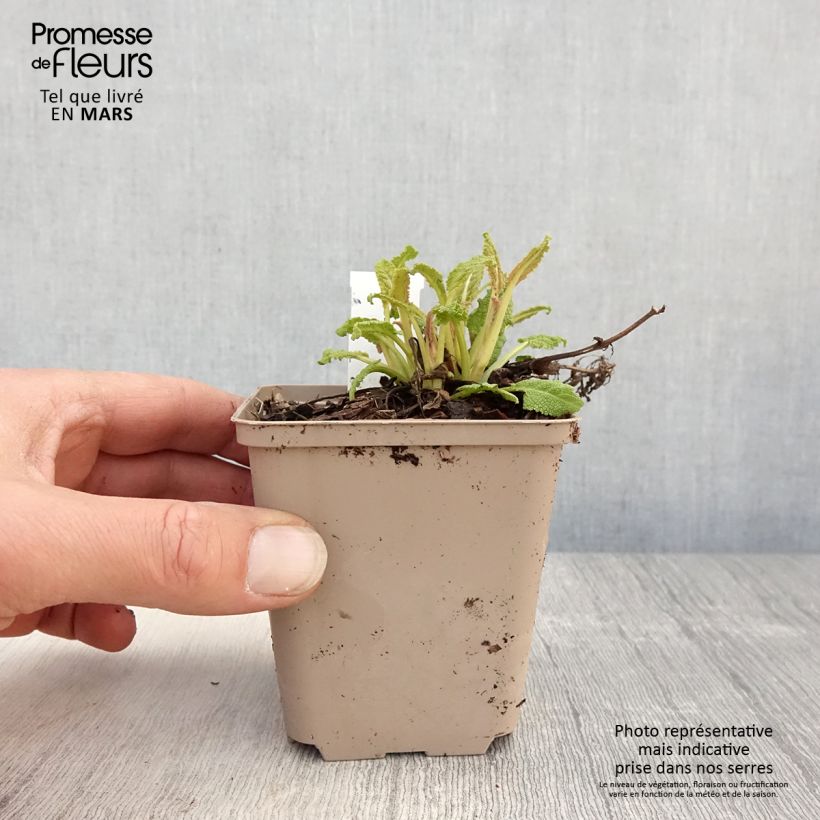 Exemplar von Salvia nemorosa Bumblesky - Steppen-Salbei Kleine Töpfe von 8/9 cm wie im Frühjahr geliefert