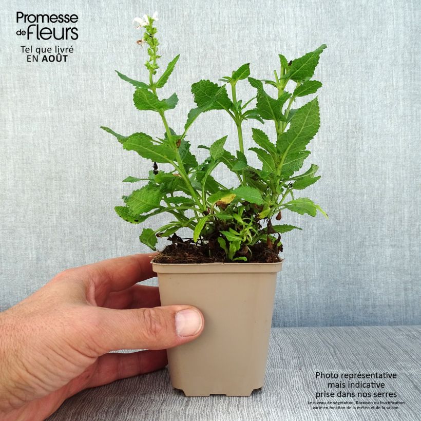 Example of Salvia nemorosa Bumblesnow - Steppen-Salbei Kleine Töpfe von 8/9 cm as you get in ete
