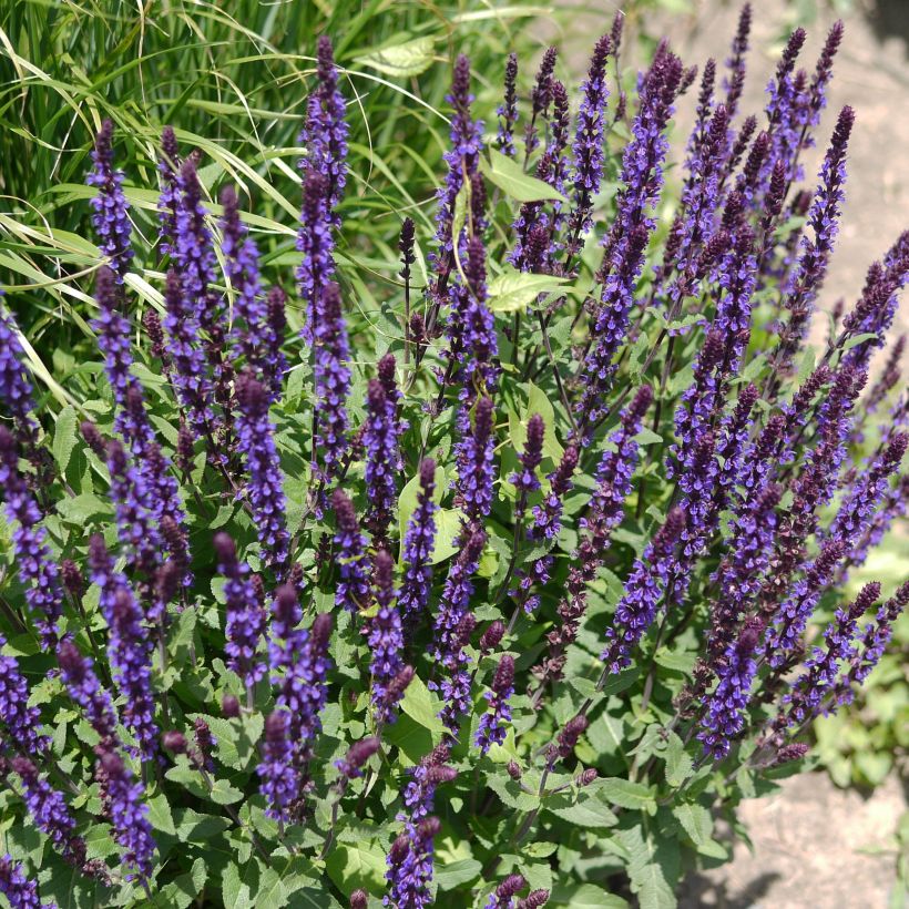 Salvia nemorosa Caradonna - Steppen-Salbei (Plant habit)