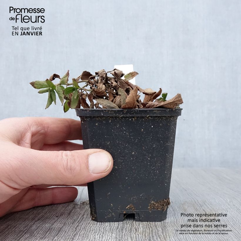 Exemplar von Salvia nemorosa Caradonna Compact - Steppen-Salbei Kleine Töpfe von 8/9 cm wie im Winter geliefert