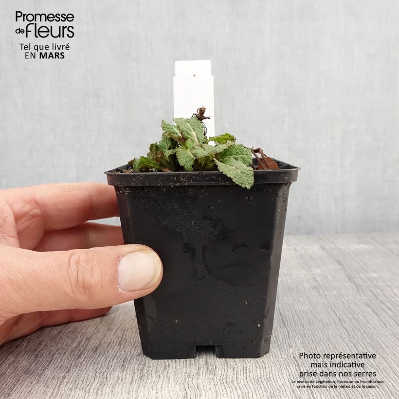 Exemplar von Salvia nemorosa Caradonna Compact - Steppen-Salbei Kleine Töpfe von 8/9 cm wie im Frühjahr geliefert