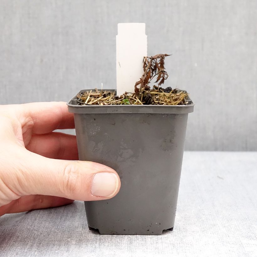 Exemplar von Salvia nemorosa Feathers Flamingo - Steppen-Salbei Kleine Töpfe von 7/8 cm wie im Winter geliefert