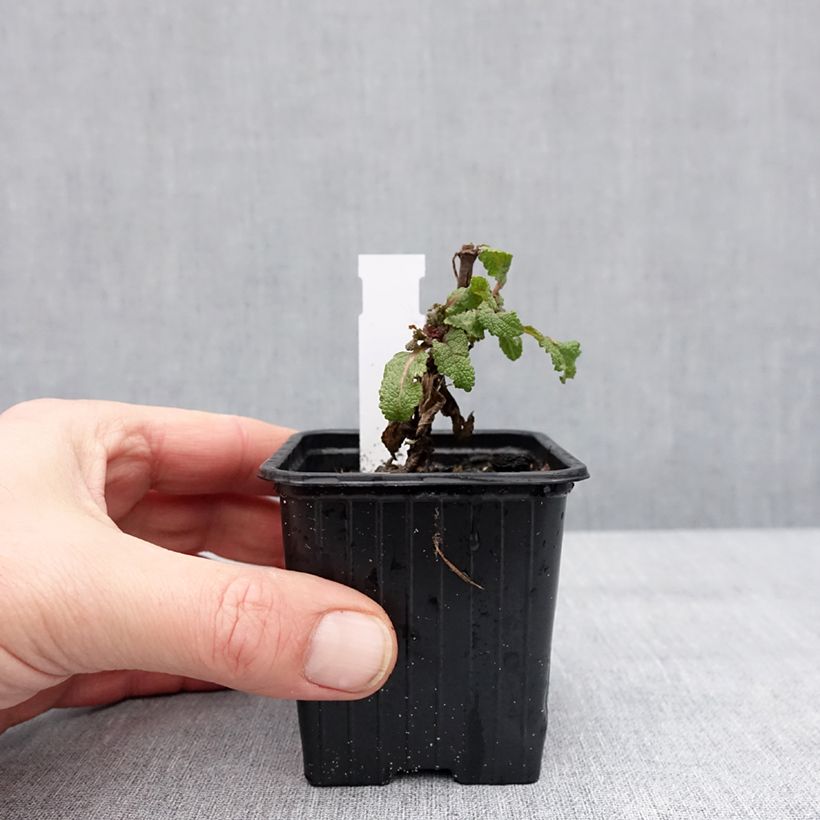 Example of Salvia sylvestris Katsjing - Steppen-Salbei Kleine Töpfe von 8/9 cm as you get in hiver