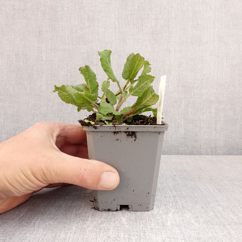 Exemplar von Salvia sylvestris Katsjing - Steppen-Salbei Kleine Töpfe von 8/9 cm wie im Frühjahr geliefert