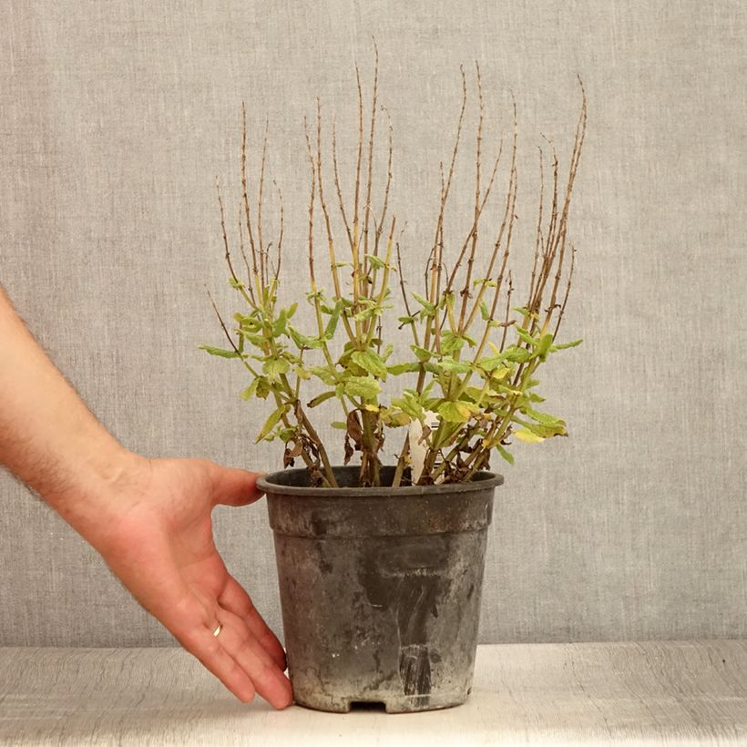 Example of Salvia sylvestris Lyrical Rose - Steppen-Salbei Topf mit 2L/3L as you get in ete