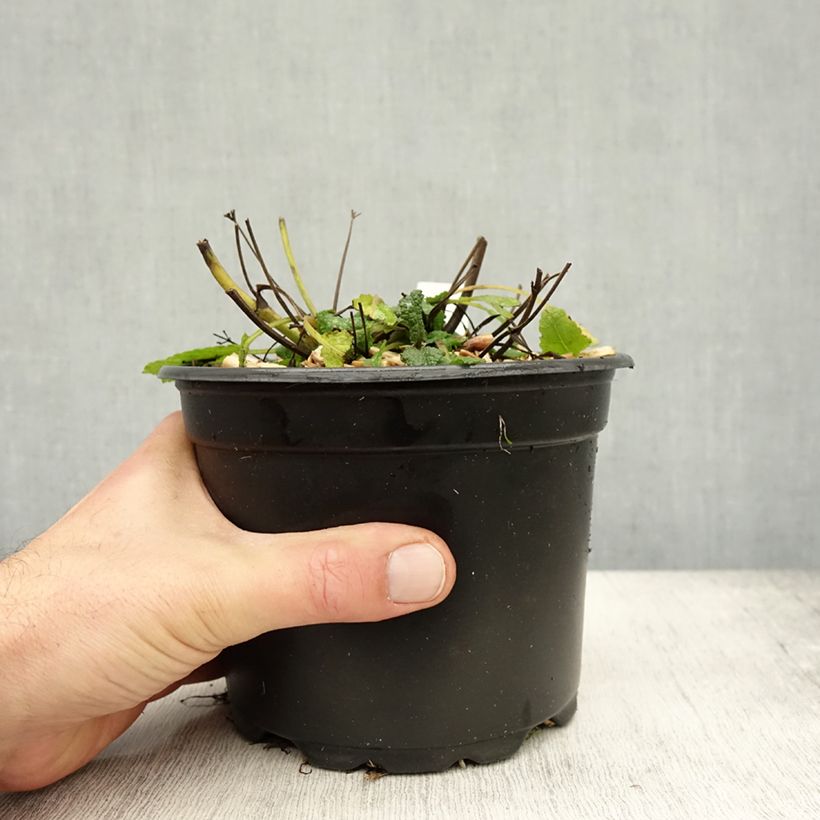 Example of Salvia nemorosa Mainacht - Steppen-Salbei Topf mit 2L/3L as you get in automne