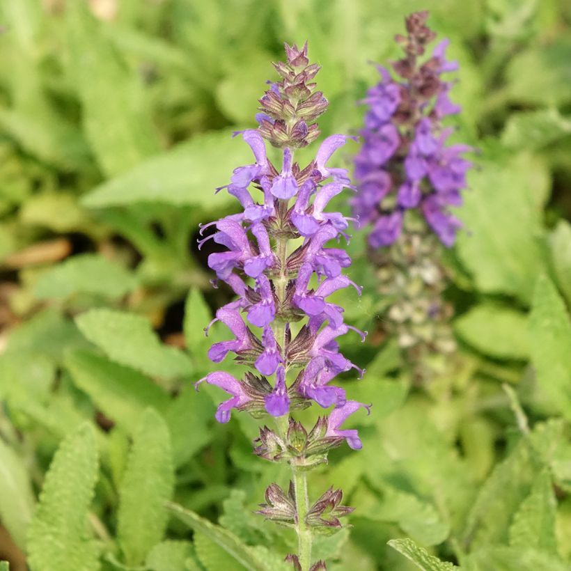 Salvia nemorosa Marcus - Steppen-Salbei (Flowering)