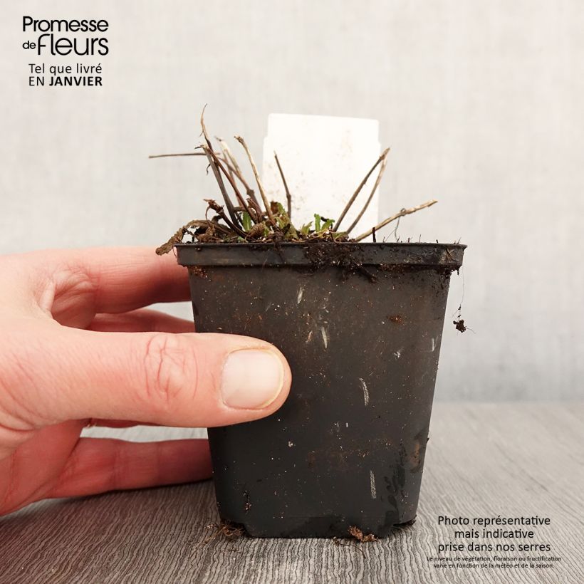 Exemplar von Salvia nemorosa Marcus - Steppen-Salbei Kleine Töpfe von 8/9 cm wie im Winter geliefert