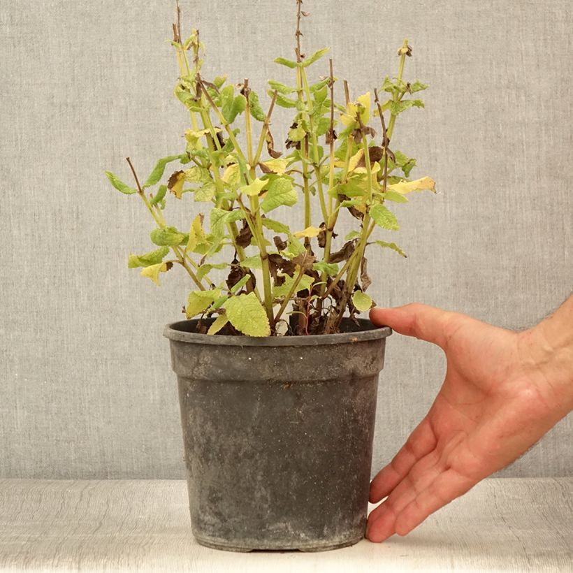 Example of Salvia nemorosa Marcus - Steppen-Salbei Topf mit 2L/3L as you get in ete